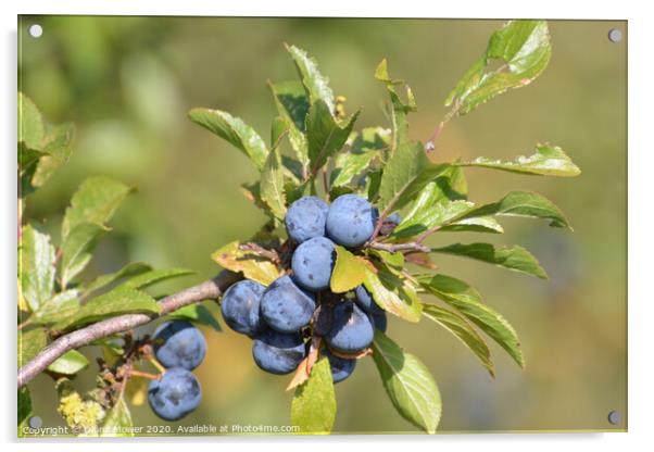 Sloe berries branch Acrylic by Diana Mower