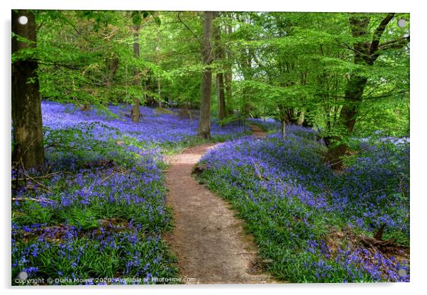 Bluebell Wood Chalkney Essex   Acrylic by Diana Mower