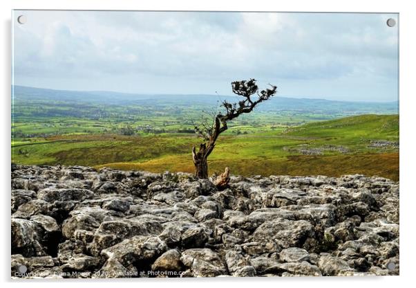 Twistleton Scar Tree Yorkshire Dales Acrylic by Diana Mower