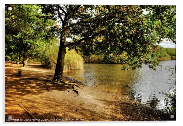 Connaught Water Epping Forest Acrylic by Diana Mower