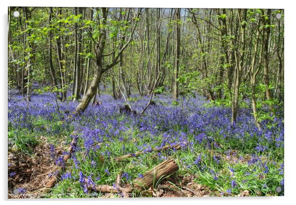 Blakes Wood Bluebells Essex Acrylic by Diana Mower