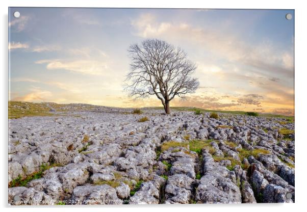 The Malham Tree Sunrise Yorkshire Acrylic by Diana Mower