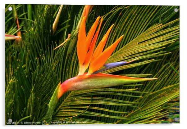 The Bird of Paradise flower Acrylic by Diana Mower