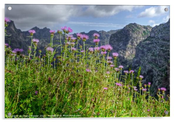 Flowers of Madeira Mountain Thistles Acrylic by Diana Mower