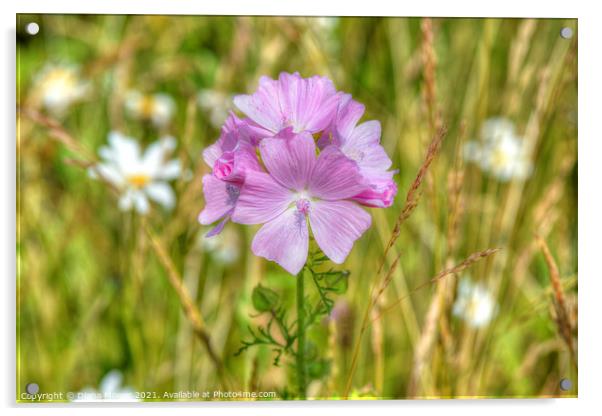 Musk Mallow on the wayside Acrylic by Diana Mower