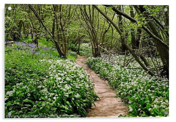 Wild Garlic Woodland Path Acrylic by Diana Mower