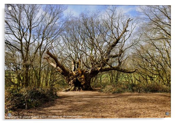 Old Knobbley Oak Tree Mistley Acrylic by Diana Mower