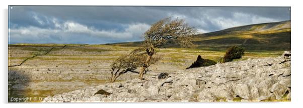 Twistleton Scar  Yorkshire Dales Panoramic Acrylic by Diana Mower