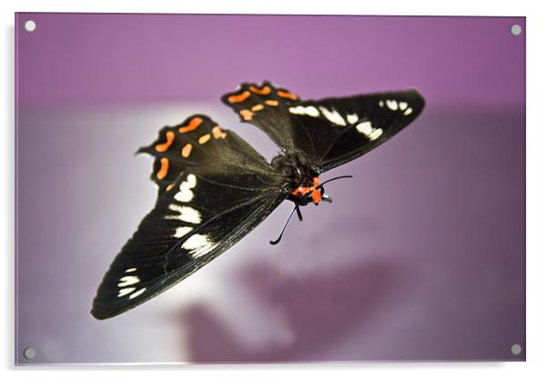 Bodiless Gliding Moth Acrylic by Arfabita  