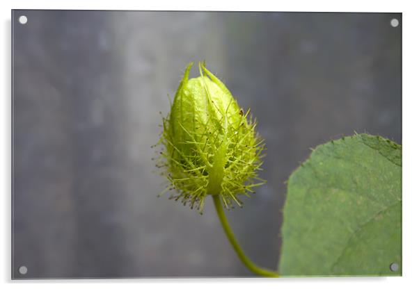 Indian Roadside Thistle Acrylic by Arfabita  