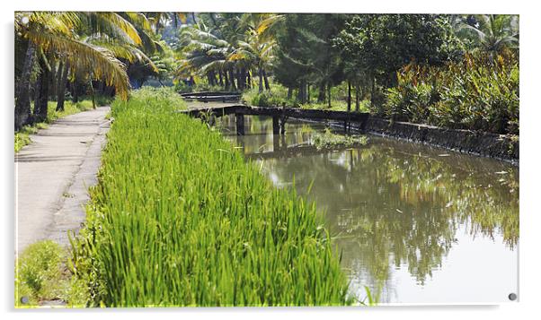 lush rice fields and waterways Acrylic by Arfabita  