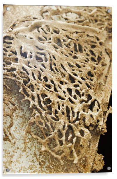 Termite damage raised honeycomb Acrylic by Arfabita  