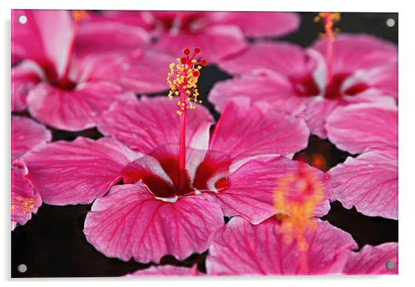 Close up of Pink Fluted Hibiscus Acrylic by Arfabita  