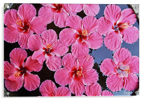 Pink fluted Hibiscus floating on Water Acrylic by Arfabita  