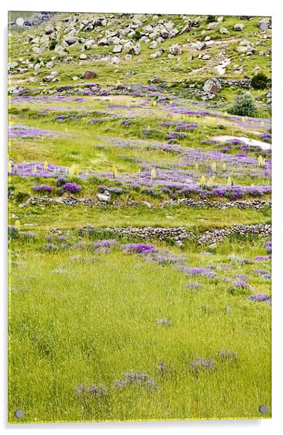 Pastures lavender primroses and lava rock Acrylic by Arfabita  