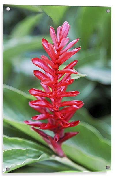 Indian Pink Lady Red Cardinal Acrylic by Arfabita  