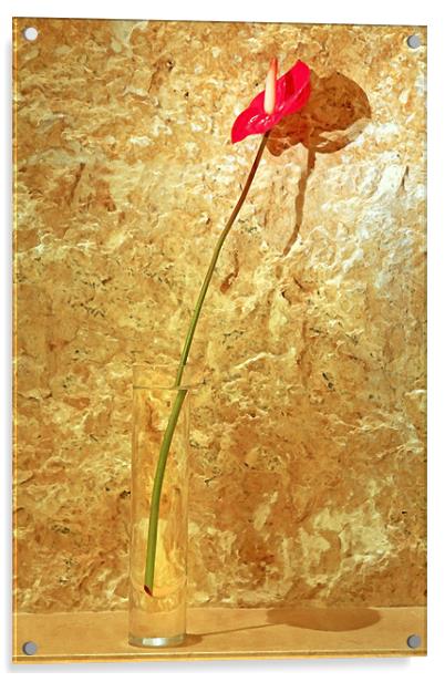 Red single petal tropical flower bud vase Acrylic by Arfabita  