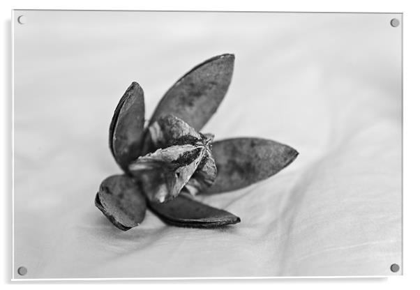 Dry cotton flower and square Acrylic by Arfabita  