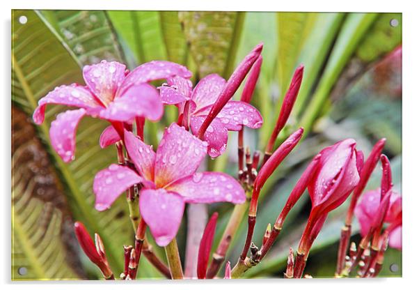 Pink Hibiscus in Goan Monsoons Acrylic by Arfabita  