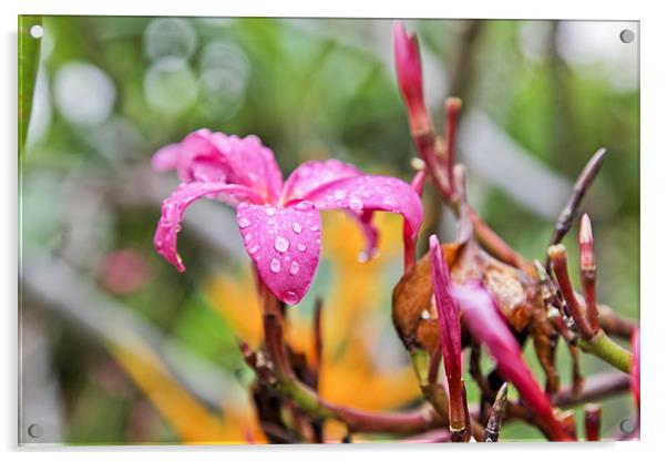 Hibiscus raindrops are falling on my head Acrylic by Arfabita  