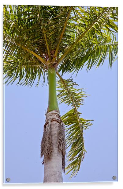 Tropical Royal Palm abstract Acrylic by Arfabita  