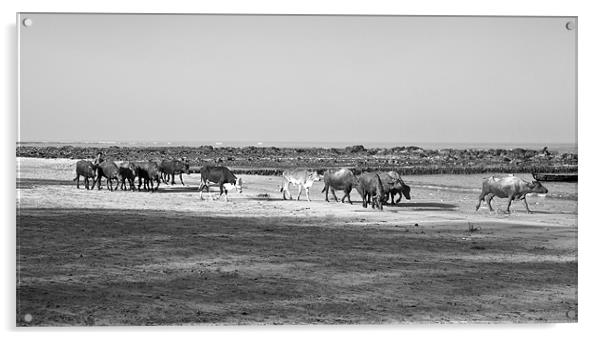 Indian herd spend a day at Seaside Acrylic by Arfabita  