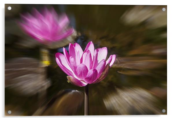 Pair of blooming Pink Water Lilies Acrylic by Arfabita  
