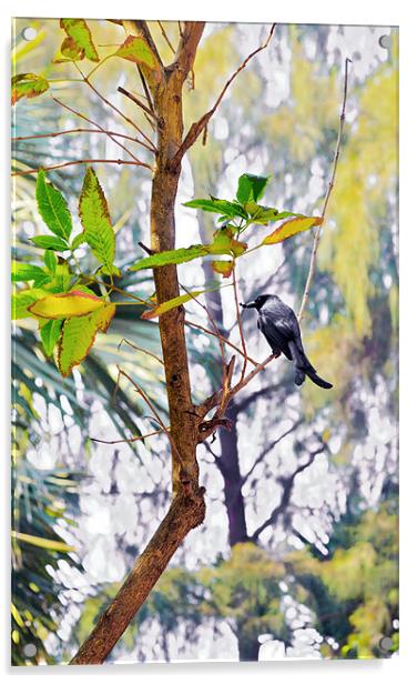 Indian Black Drongo with juicy Takeaway Acrylic by Arfabita  