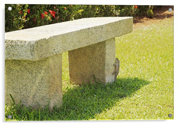 Indian garden lizard and his stone park bench Acrylic by Arfabita  