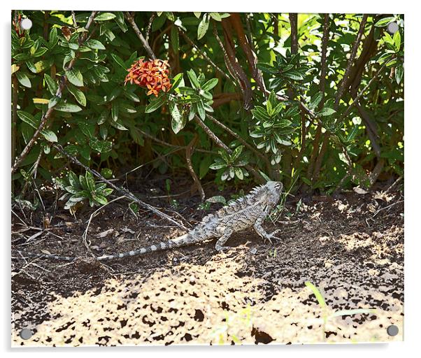 Indian Garden Lizard in its natural habitat Acrylic by Arfabita  
