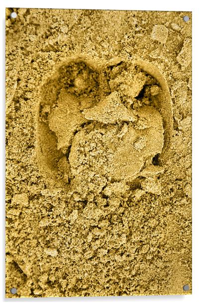 Hoof print in the sand Acrylic by Arfabita  