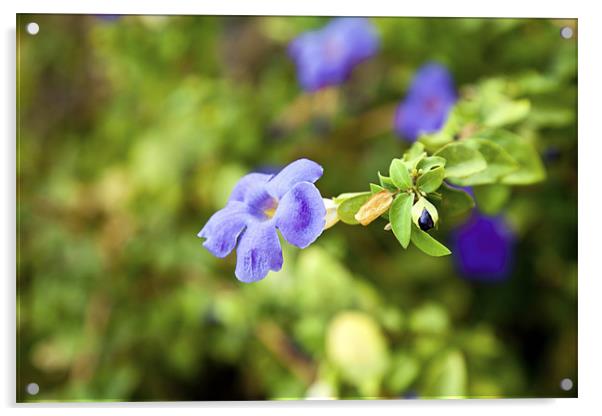 Purple Impatiens India wild flower with bud Acrylic by Arfabita  