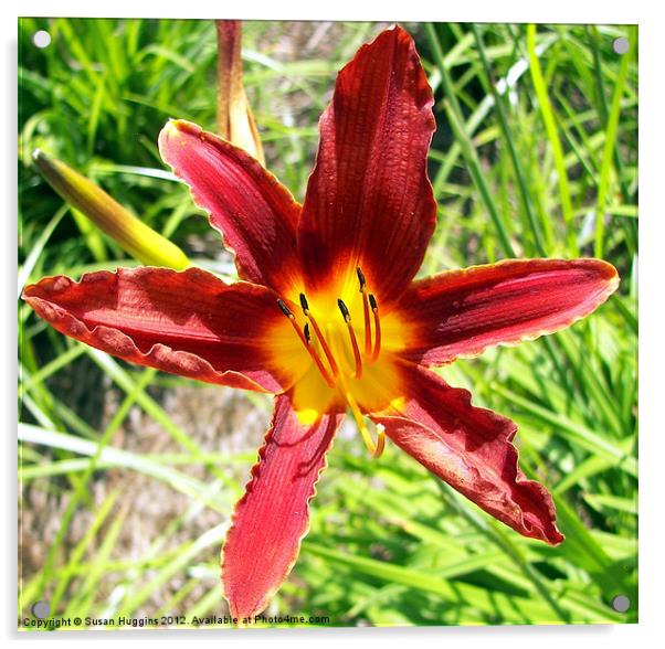 Delightful Lily Acrylic by Susan Medeiros