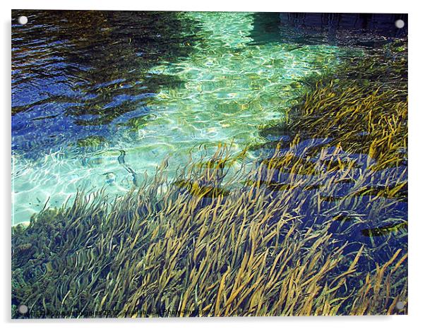 EEL Grass Filter Acrylic by Susan Medeiros