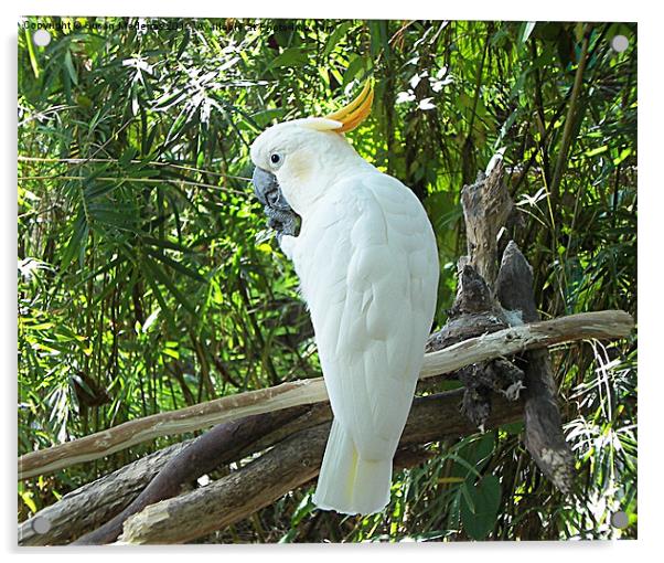 Beautiful White Cockatoo Acrylic by Susan Medeiros