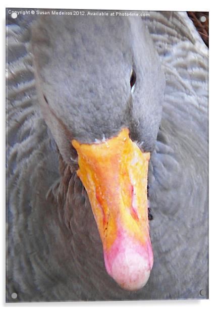 Grey Goose! Acrylic by Susan Medeiros