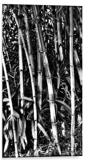 Bamboo Bush Acrylic by Panas Wiwatpanachat
