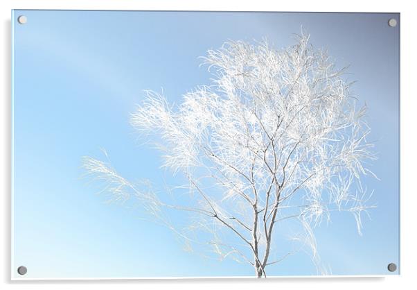 White Pine Acrylic by Panas Wiwatpanachat