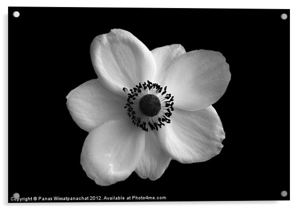 White Flower Acrylic by Panas Wiwatpanachat