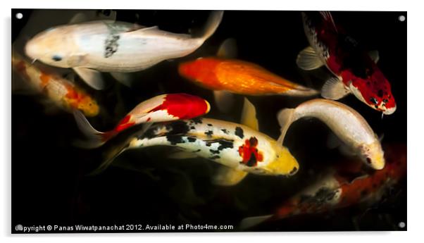 Koi Fish Acrylic by Panas Wiwatpanachat