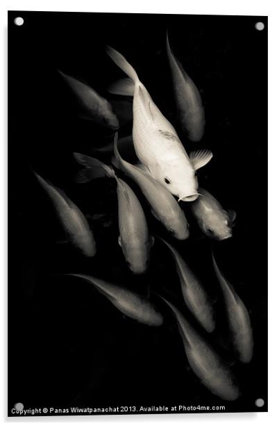 White among Red Koi Fish Acrylic by Panas Wiwatpanachat