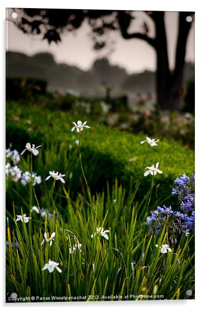 White Iris in the Garden Acrylic by Panas Wiwatpanachat