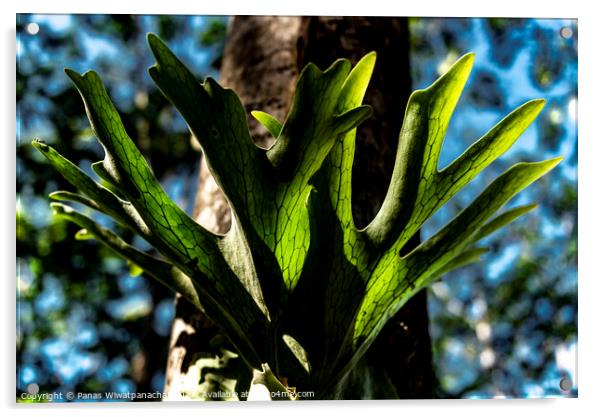 Tropical Green Acrylic by Panas Wiwatpanachat