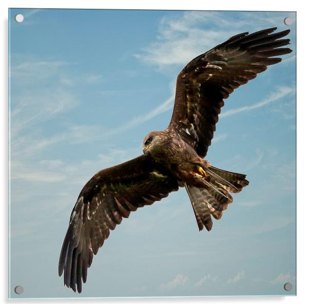 Red Kite Acrylic by paul lewis