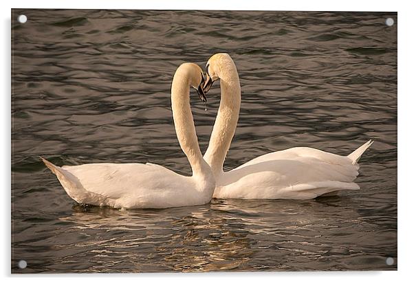  Loving Swans Acrylic by paul lewis