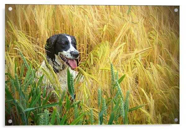  Springer Spaniel in the Wheat Acrylic by paul lewis