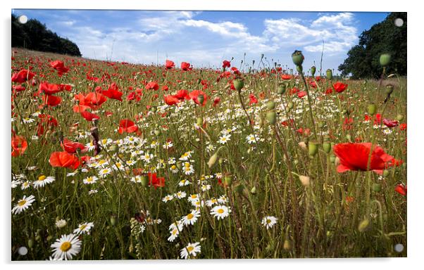  Poppy Field in Shropshire Acrylic by paul lewis