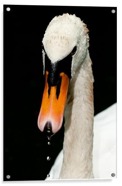 White Swan Acrylic by Tom Jullings