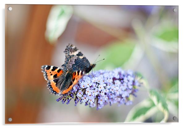 Butterflies Acrylic by Kerry Murray