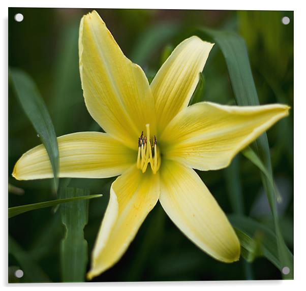 Yellow lily Acrylic by Kerry Murray